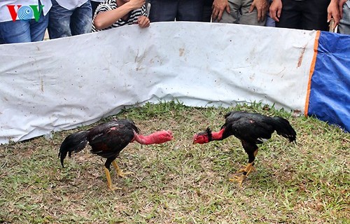 Cockfighting: long-standing form of popular entertainment  - ảnh 3